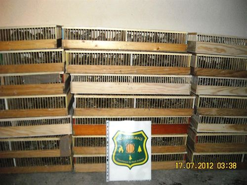 Intervienen en Cataluña 546 pájaros cantores a un traficante