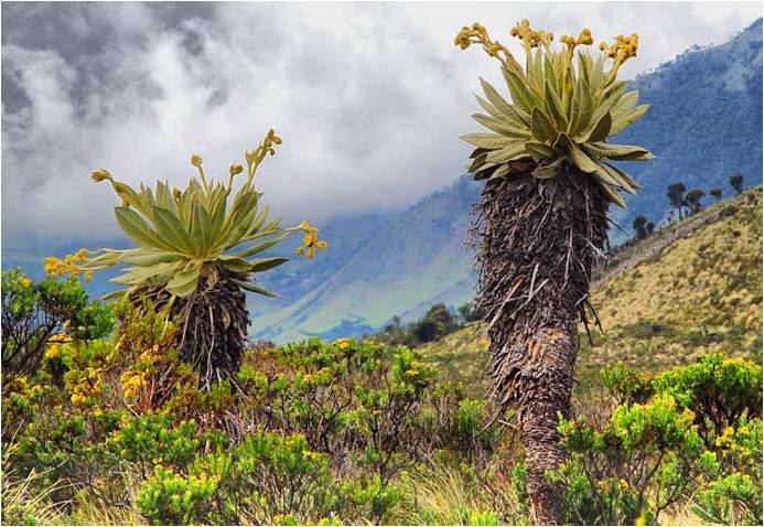 Los páramos colombianos podrían desaparecer como consecuencia del cambio climático