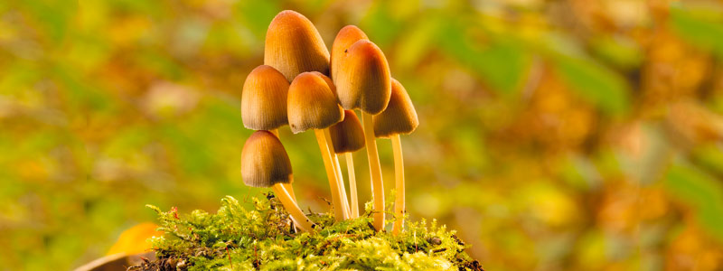 Micología en Baja California: de la ecología a la biología molecular