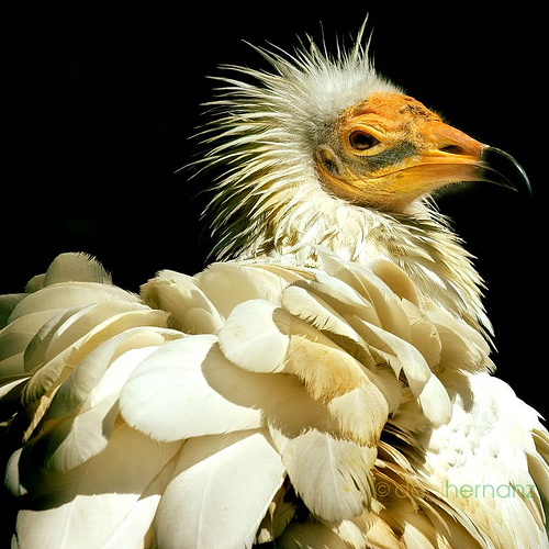Nuestro futuro o el futuro de la biodiversidad