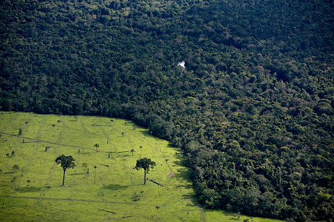 La deforestación de la Amazonia se ‘dispara’