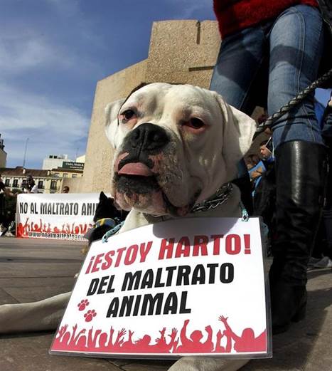 Castilla-La Mancha apuesta por una actualizada Ley de Protección Animal