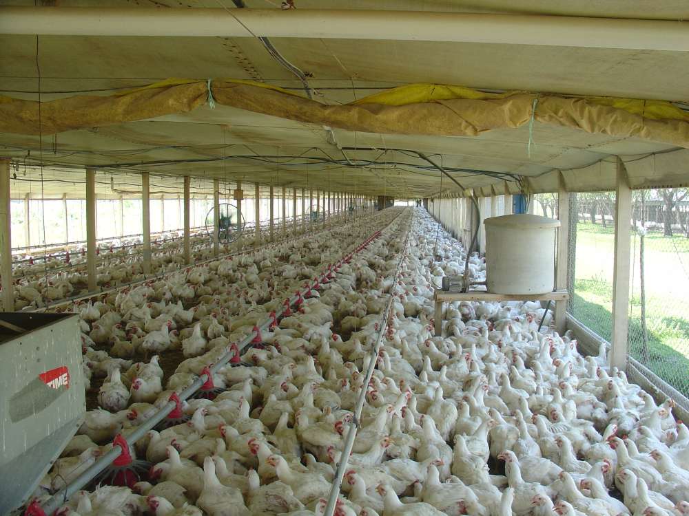 Más de 32.000 pollos muertos en el incendio de una granja en Melón (Ourense)