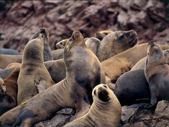 Investigan la muerte de 500 lobos marinos hallados en una playa de Perú