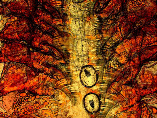 El ‘mono de mar’ puede vivir en entornos extremos y contaminados