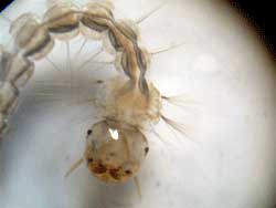 Un producto ecologico que mata a la larva del dengue