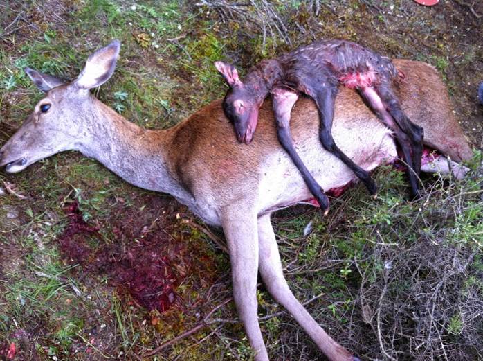 Los cazadores tildan de estar ‘emborrachados de demagogia animalista’ a Ecologistas en Acción