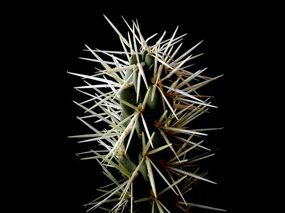 Toledo prepara un plan contra la invasión del cactus cardenche