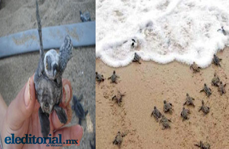 México. Estudiantes de la UV participan en la preservación de las tortugas marinas