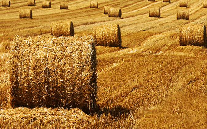 Aragón. La planta de biomasa agrícola de Monzón creará casi 250 empleos