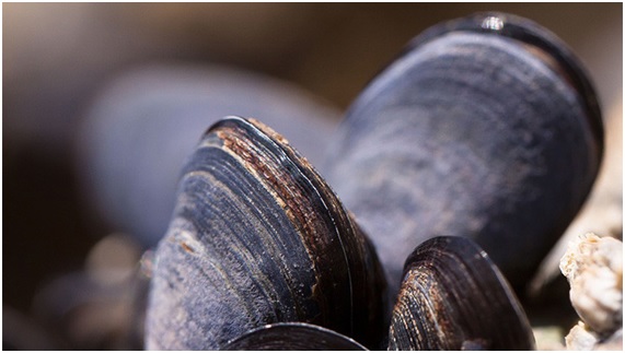 Extinción de mejillones por acidificación oceánica