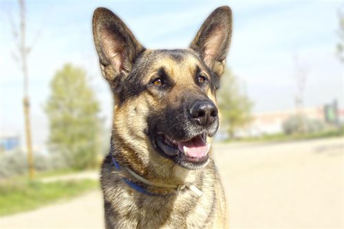 Rescatan un perro pastor alemán abandonado en Palomeque (Toledo)