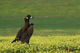El conflicto entre ganaderos y buitres