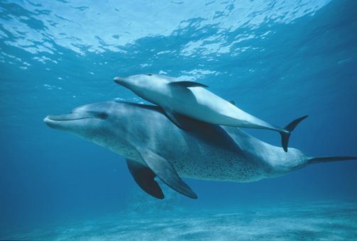 La plataforma de conservación y estudio de cetáceos apoya la propuesta de LIC del Estrecho Occidental