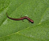 Hallan en Oaxaca nuevas especies se salamandras y ya están en peligro de extinción