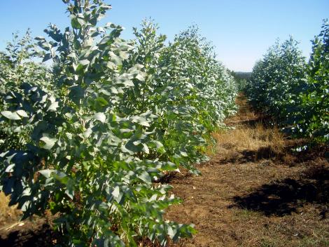 El PSOE y los eucaliptus nitens