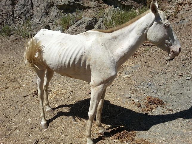 Aparecen ocho caballos muertos en una finca en Málaga