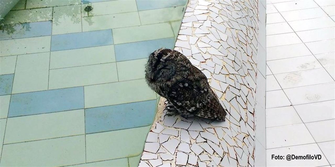 Rescatan a un búho enfermo en la Cartuja de Sevilla