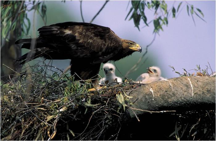 Prisión para cuatro personas por expoliar un nido de águilas reales y llevarse dos crías en Málaga