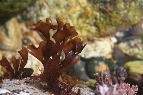 Un cuello de botella evolutivo determinó la carencia genética del alga roja