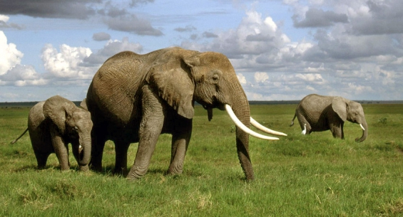 Revelan cómo surgieron los animales hace 650 millones de años