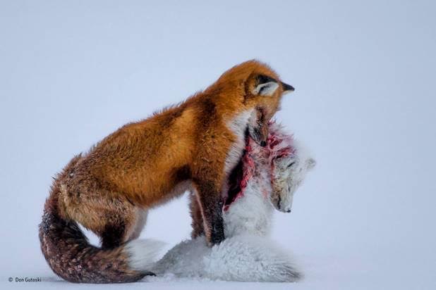 Concurso Wildlife Photographer of the Year. Una imagen de dos zorros gana la edición 2015