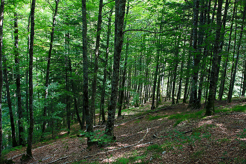 El foro de la biodiversidad se adentra en los caminos de la selva en una muestra de pintura digital