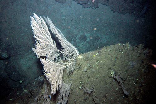 Novedades legislativas sobre la situación de especies de corales y gorgonias en el Mediterráneo