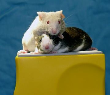 Las lágrimas de los ratones jóvenes evitan que los adultos copulen con ellos