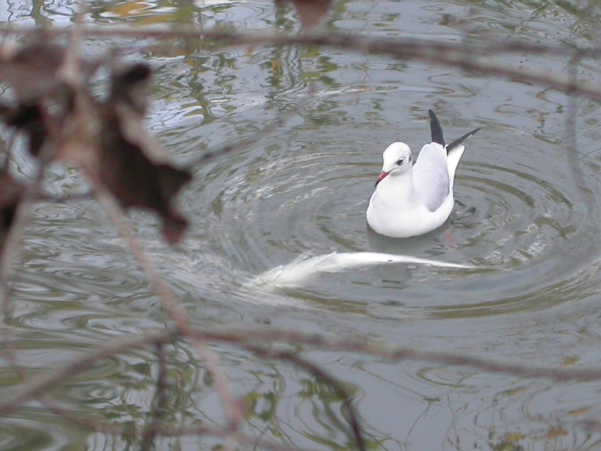Un nuevo vertido a la ría de Avilés