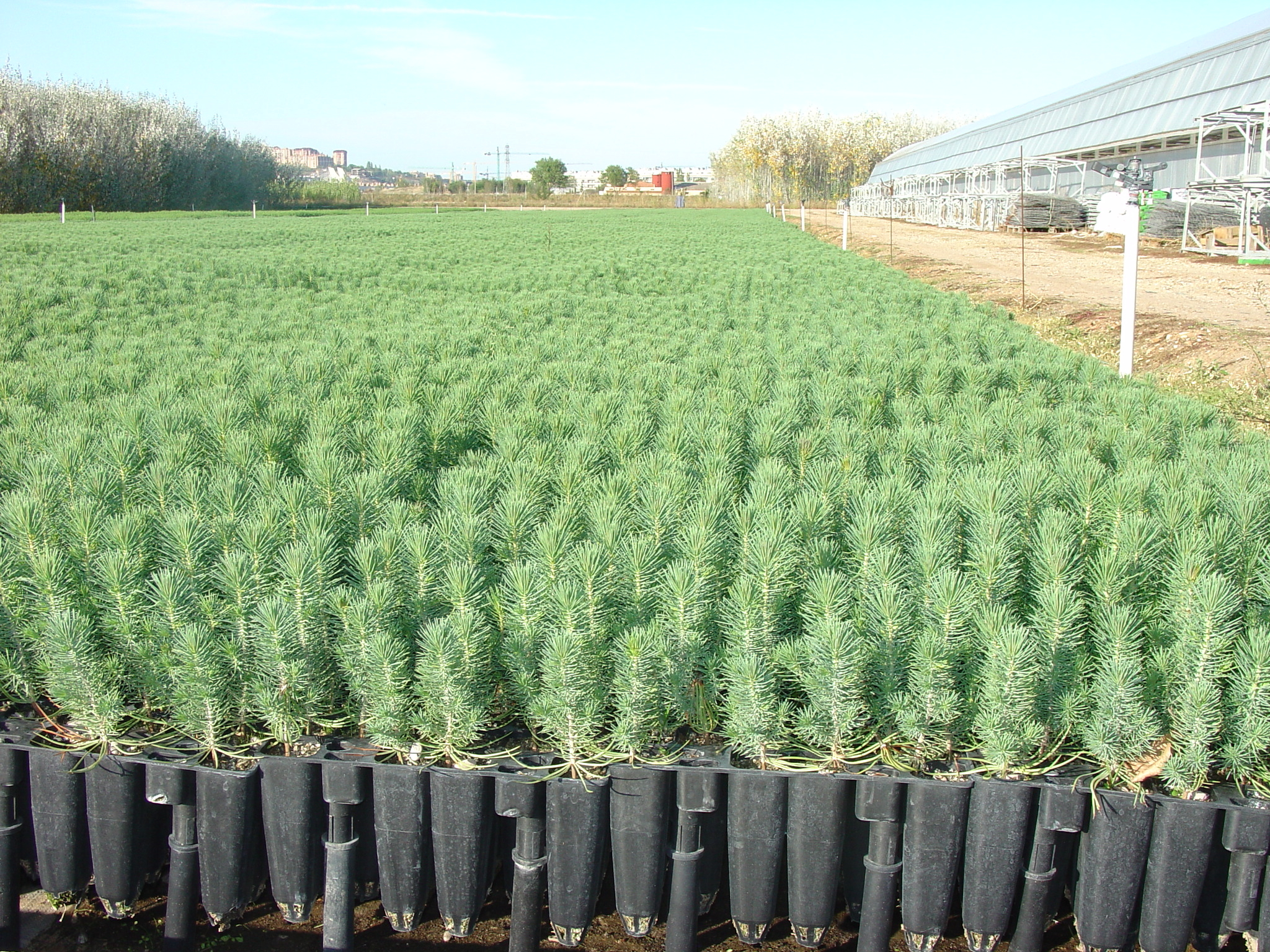 China se interesa por el modelo de gestión forestal de Castilla y León