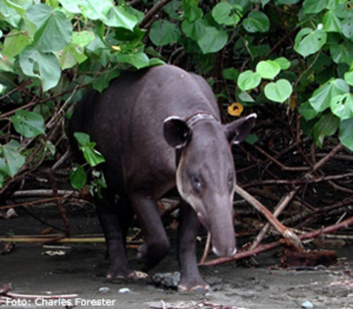 Las áreas protegidas de Costa Rica no garantizan la biodiversidad