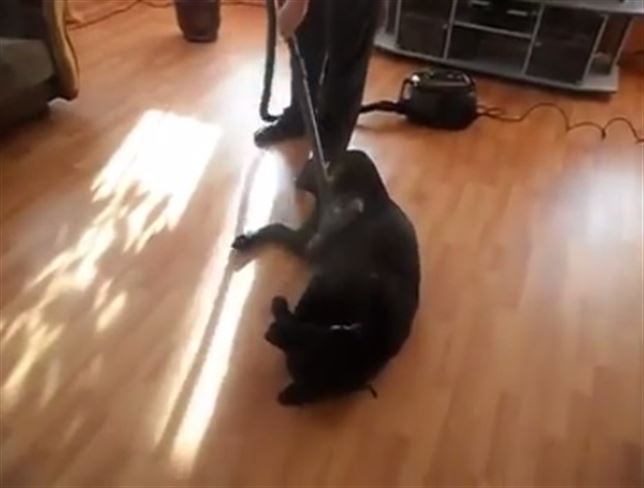 Pelos de perro… dónde (Ver VIDEO)