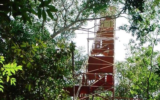 Modelan la micrometeorología del bosque de transición amazónico