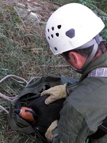 Rescatan y devuelven a su nido un pollo de buitre negro en Navafría (Segovia)