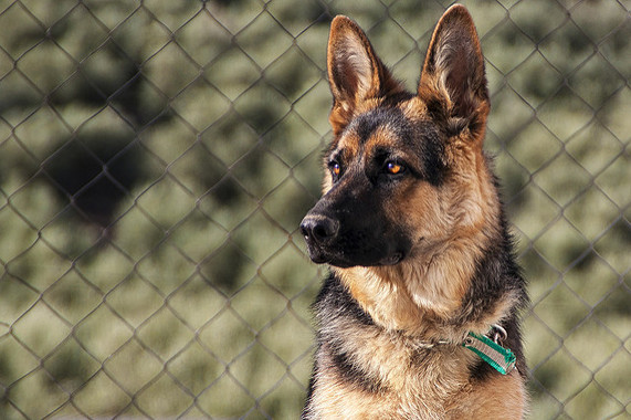 El genoma de los perros europeos persiste desde el Neolítico