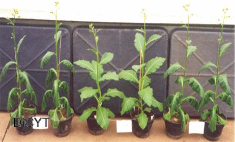 Transgénesis: una vía hacia la supervivencia de las plantas