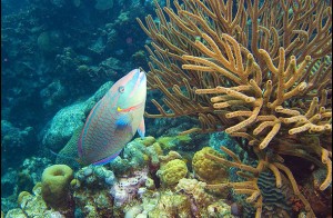 Los corales del Caribe al borde del ‘abismo’