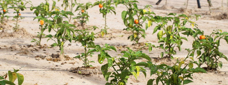 Optimiza Cibnor cultivo de tilapia