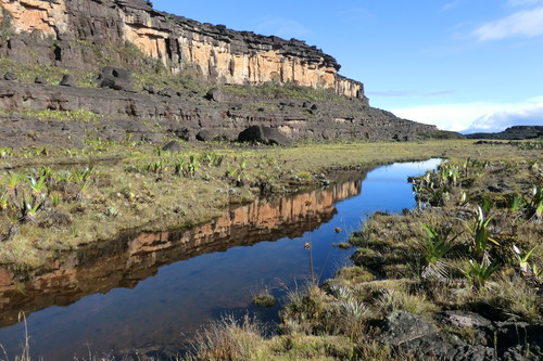 Plantas invasoras y aguas contaminadas en la cima del tepui Roraima