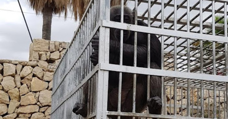 La chimpancé Suzie por fin a salvo