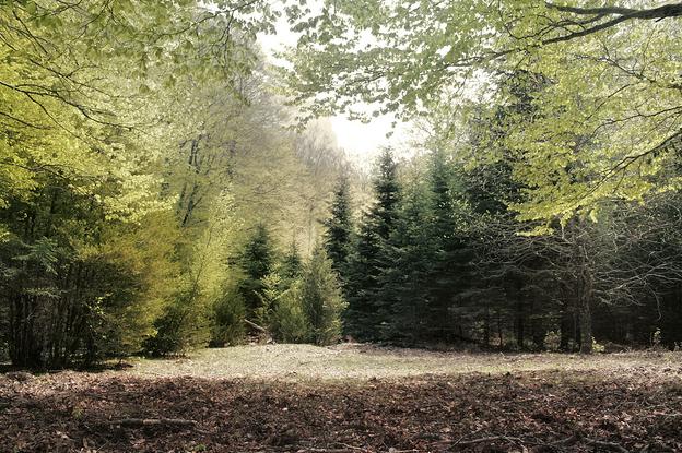 El Parque Nacional de Ordesa implica a los visitantes en el estudio de la mariposa apolo