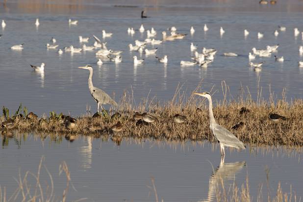 El Baix Llobregat se moviliza contra el plan urbanístico del Delta