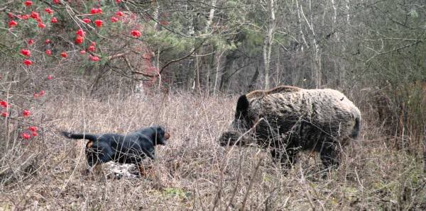 Cantabria autoriza por vez primera el adiestramiento de perros de rastro de jabalí en la Reserva Saja