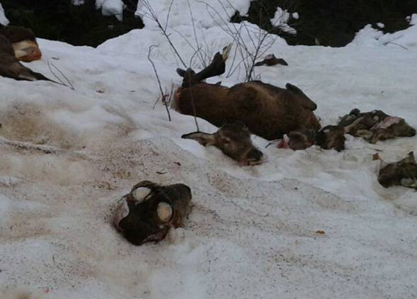 Decapitan docenas de ciervos atrapados por la nieve en León
