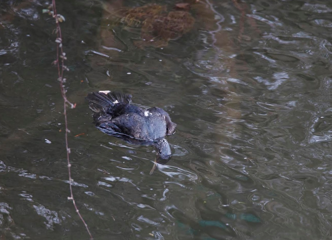 El Principado autoriza una año mas la matanzas de los cormoranes en los ríos asturianos