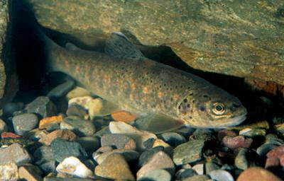 La Consejería abre las vedas de pesca continental como actividad deportiva en la comunidad