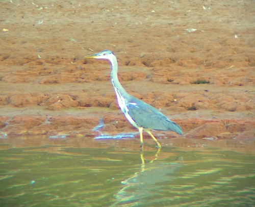 Récord de nidos con cría de garza real en el Refugio de las Hoces del Riaza