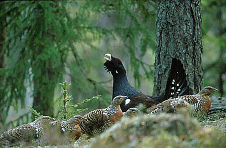 Fundación Biodiversidad mejorará el hábitat de las especies amenazadas