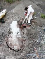 Los saurópodos enterraban sus huevos como las tortugas